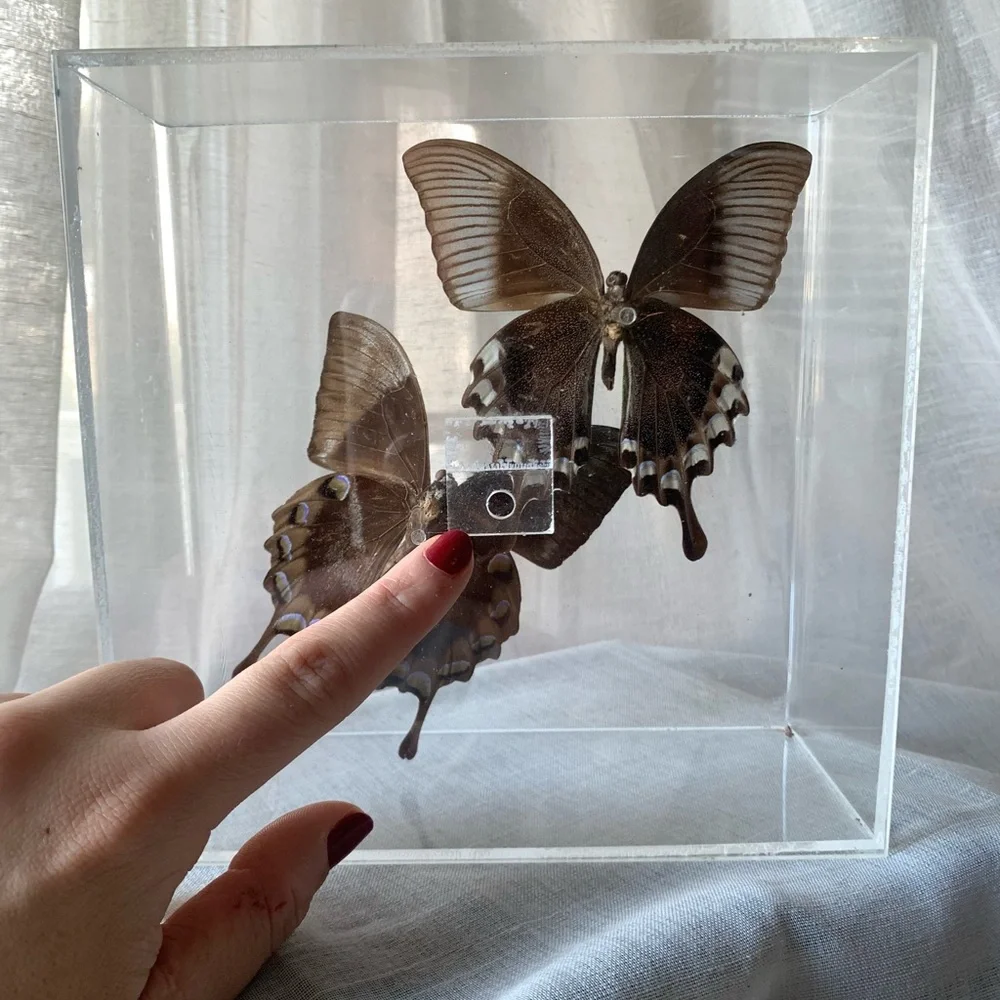 🦋 Vintage Butterfly Display Case - Picture 3 of 7